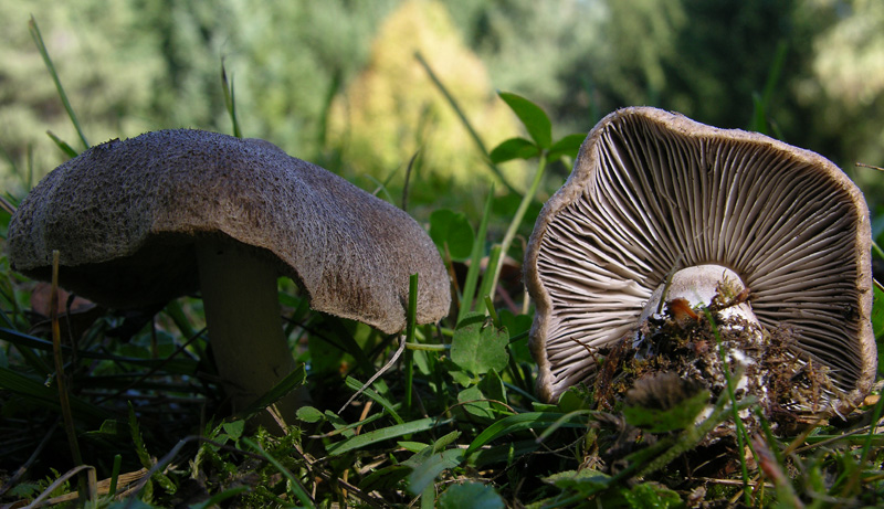 Tricholoma grigi.